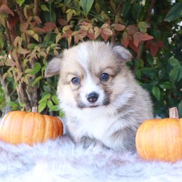 Blue collar male - Red male Pembroke Welsh Corgi puppy in Caliente, California from Rafter Cross 7