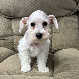 Kono - White female Miniature Schnauzer puppy in Plaucheville, Louisiana from Honey Doux Southern Paws