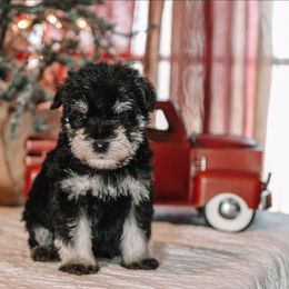 Chistery - Black and tan male Schnoodle puppy in Grove, Oklahoma from Grand Lake Poodles & Doodles