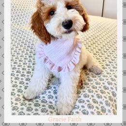 Goldendoodle Puppies from Teddy Gram Goldendoodles