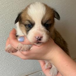 Sable female - Sable female Pembroke Welsh Corgi puppy in Alpine, Texas from Storm Dogos & Country Corgis
