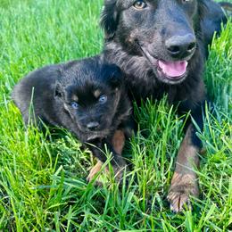 MINNIE - Black tri-color female Australian Shepherd puppy in Christiana, Tennessee from Vaught Family Farm