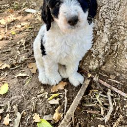 Bernedoodle and Goldendoodle Puppies from Central Texas Doodles, LLC.