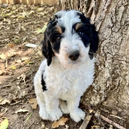Bernedoodle and Goldendoodle Puppies from Central Texas Doodles, LLC.