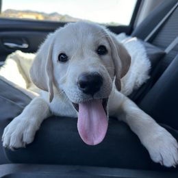 Poppins - Yellow male Labrador Retriever puppy in Queen Creek, Arizona from Lucy’s Labradors