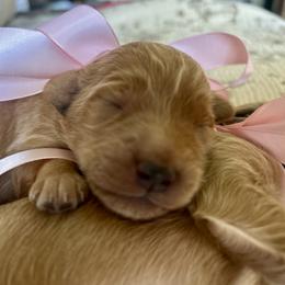 Girl 3 - female Goldendoodle puppy in Grand Blanc, Michigan from Perry Farm Doodles