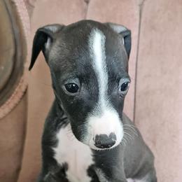 Fashion seal boy - Seal male Italian Greyhound puppy in Phillips, Maine from Maplewood Italian Greyhounds