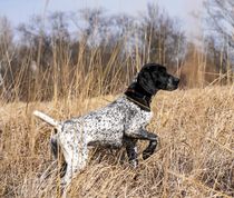 Black GSP hunting in tall grass