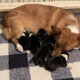 American Corgi and German Shepherd Puppies from Grace Ridge Shepherds and Corgis