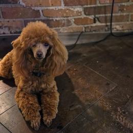 Cooper - Poodle