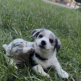 Pembroke Welsh Corgi Puppies from Ruidoso's Crowned Companions