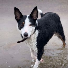 Indie - Border Collie