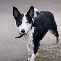 Indie - Border Collie