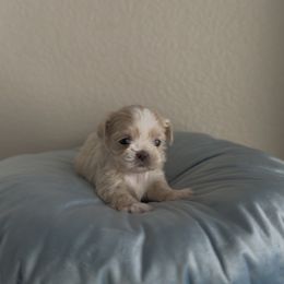 Rían Royal - White male Shih Tzu puppy in Cedar Hill, Texas from Puppy Paper House