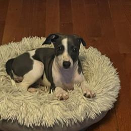 Italian Greyhound Puppies from Fisher Link