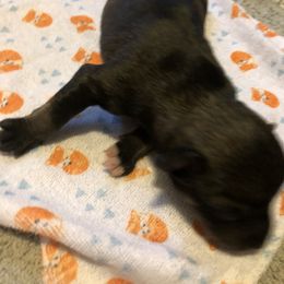 Miniature Schnauzer and Poodle Puppies from Bits & Bytes Farm