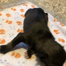 Miniature Schnauzer and Poodle Puppies from Bits & Bytes Farm