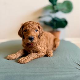 Saddle (red) - Red  female Goldendoodle puppy in Hutto, Texas from Crystal's Goldendoodles