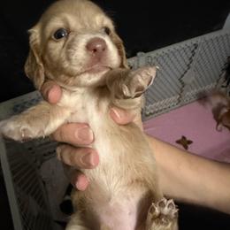 Akc Marie - Cream female Dachshund puppy in Erie, Michigan from Champagne’s Grinch Toe’d Dachshunds