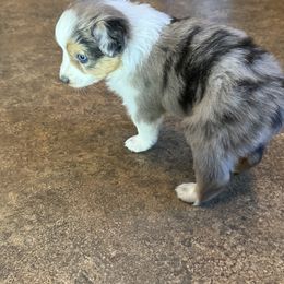 Miniature Australian Shepherd and Toy Australian Shepherd Puppies from T’s Mini and Toy Aussies