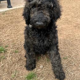 Bernedoodle puppies from Zink Doodles