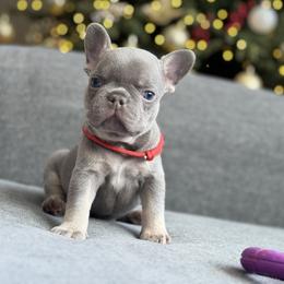 Red - Tricolors male French Bulldog puppy in Bolingbrook, Illinois from Yara the Frenchie