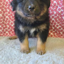 Australian Shepherd, Miniature Australian Shepherd, and Toy Australian Shepherd Puppies from Hippie Dog Haven