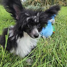 Holly Long Star Angel - Black and white female Chinese Crested puppy in Amarillo, Texas from Victoria's Chinese Cresteds Long Star Angels
