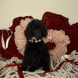 Princess Dixie. - Black female Poodle puppy in Houston, Texas from The Standards