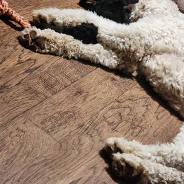 Aussiedoodle Puppies from Lotadoodle Farms