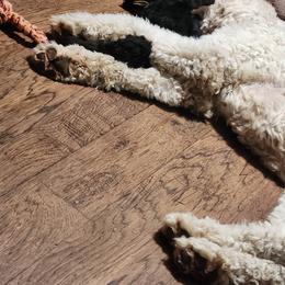 Aussiedoodle Puppies from Lotadoodle Farms