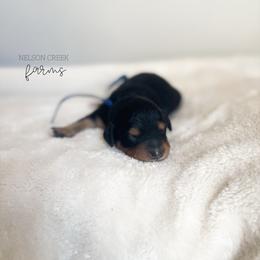 Asiago - Black & tan male Maltipoo puppy in Huntsville, Texas from Nelson Creek Farms