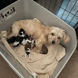 Darrah - Havanese
