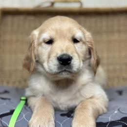 Mr Green - Golden male Golden Retriever puppy in Tonasket, Washington from Denzil’s Goldens