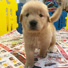 Boy 1 - Golden Retriever puppy in Newport, Pennsylvania from Liberty Golden Retrievers