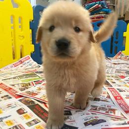 Boy 1 - Golden Retriever puppy in Newport, Pennsylvania from Liberty Golden Retrievers