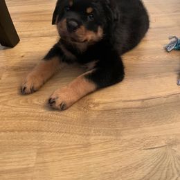Rottweiler Puppies from Von Haenns Rottweilers