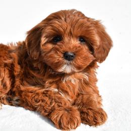 Daisy - Red female Cavapoo puppy in Temecula, California from Designer Doodles