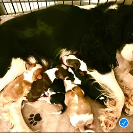 Kali - Cavalier King Charles Spaniel