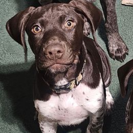 Outlaw Cowboy aka Colt - Liver and white male German Shorthaired Pointer puppy in La Porte, Indiana from T Double H German Shorthaired Pointers