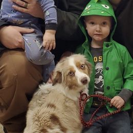 Tink - Miniature Australian Shepherd