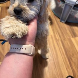 Peanut - Poodle