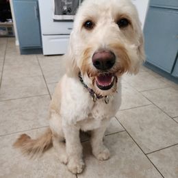 Dandy - Goldendoodle