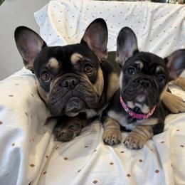 French Bulldog All Grown Up from Diamond Ridge French Bulldogs