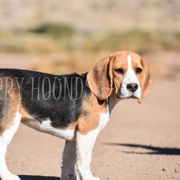 Beagles from Merry Hounds
