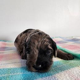 Jasmine - Merle female Cockapoo puppy in Louisburg, North Carolina from Raven Oak's Mini Cockapoos