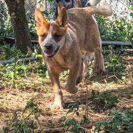 Rusty - Red speckled male Australian Cattle Dog puppy in Nevada City, California from Reaver Australian Cattle Dogs