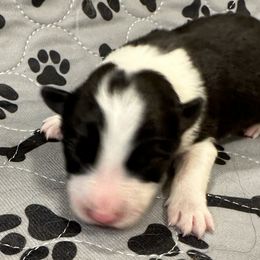 Boy 2 - Border Collie puppy in Barnstead, New Hampshire from Pettigrew's Border Collies
