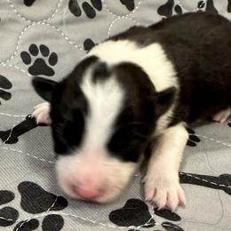 Boy 2 - Border Collie puppy in Barnstead, New Hampshire from Pettigrew's Border Collies