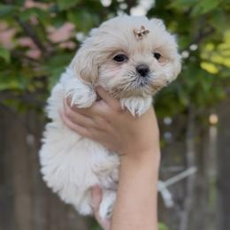 Pearlescent Oyster - White male Shih Tzu puppy in Cedar Hill, Texas from Puppy Paper House